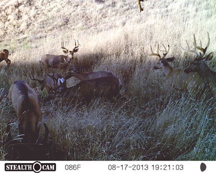 Mule Deer at Eagle Lakes Ranch Lodge